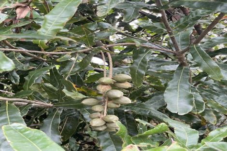 Photo of property in 141 Kellys Bay Road, Pouto, Te Kopuru, 0391