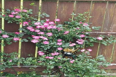 Photo of property in 6534 Matawai Road, Matawai, 4075