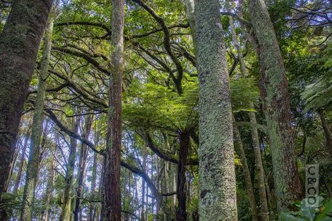 Photo of property in 75 Taylor Road, Waimauku, 0882