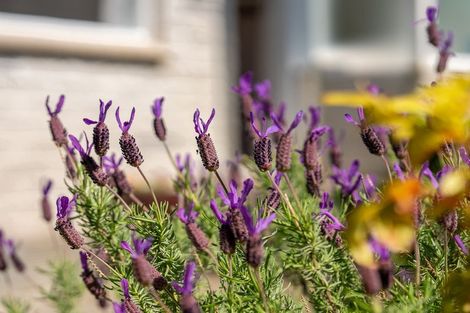 Photo of property in 1/46 Ngatoto Street, Ngaio, Wellington, 6035