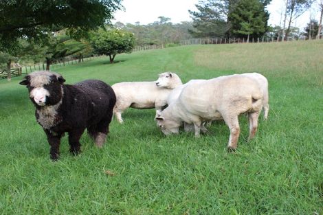 Photo of property in 94 Mccaughan Road, Kerikeri, 0294