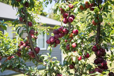 Photo of property in 9 Mahi Grove, Feilding, 4702