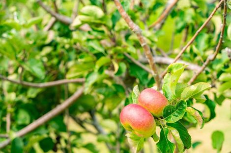 Photo of property in 399 King Road, Mangawhai, Kaiwaka, 0573