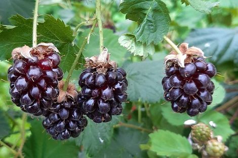 Photo of property in 82 Tollemache Road East, Longlands, Hastings, 4122