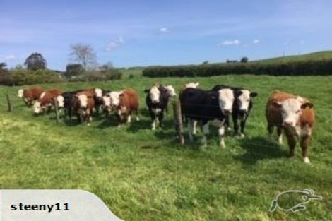 Photo of property in 387 Mossop Road, Kinleith, Tokoroa, 3491