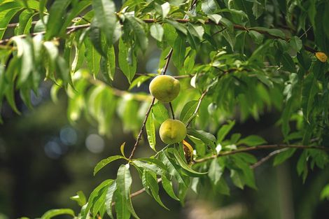 Photo of property in 309 Monowai Road, Wainui, Silverdale, 0994