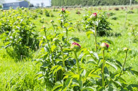 Photo of property in 253 Burts Road, Southbridge, Leeston, 7682