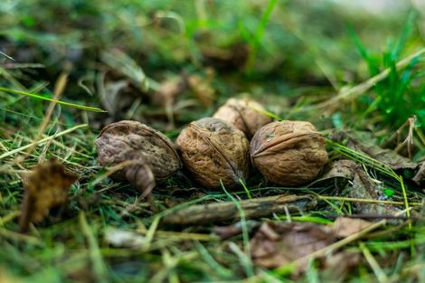 Photo of property in 109d Plummer Road, Whakamarama, Tauranga, 3179