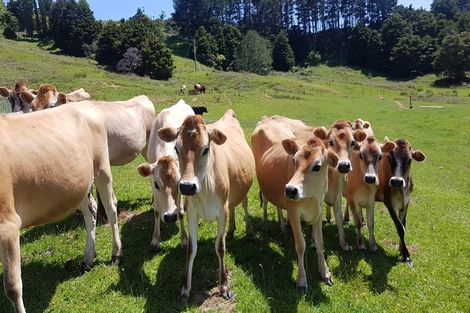 Photo of property in 538 Matakana Valley Road, Matakana, Warkworth, 0985