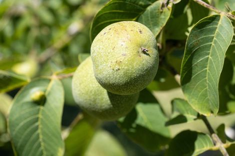 Photo of property in 120 Ulundi Road, Rakaia, 7784