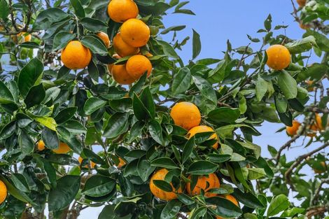 Photo of property in 54 Weaver Street, Whau Valley, Whangarei, 0112