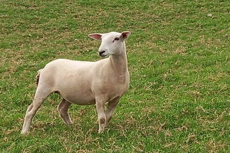 Photo of property in 37 Willow Lane, Maungaturoto, 0588