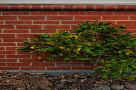 Photo of property in 6 Kilgour Street, Roslyn, Dunedin, 9010