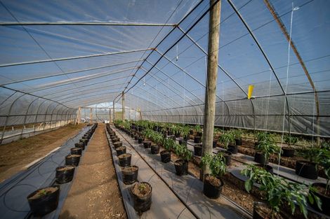 Photo of property in 389 Waiuku Road, Puni, Pukekohe, 2678