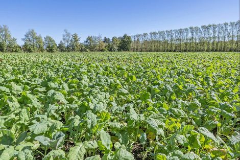 Photo of property in 1436 Saunders Road, Hororata, Darfield, 7572