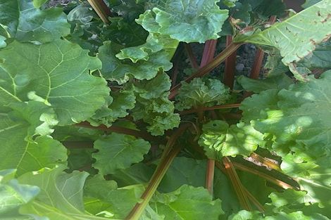 Photo of property in 37 Grey Street, Shannon, 4821