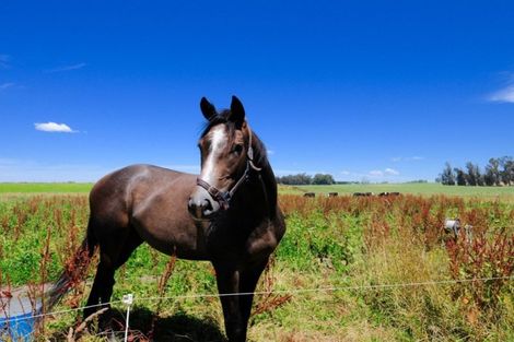 Photo of property in 192 Waihao Back Road, Waimate, 7979