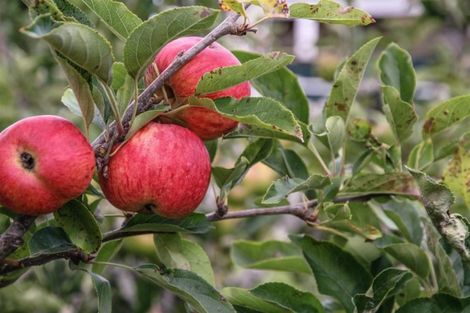 Photo of property in 188 Victoria Street, Dargaville, 0310