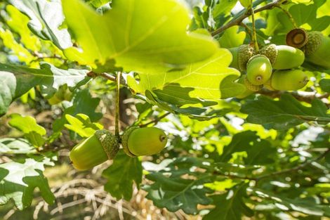 Photo of property in 337 Foothills Road, Okuku, Rangiora, 7473