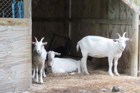 Photo of property in 306 Muhunoa Road East, Ohau, Levin, 5570