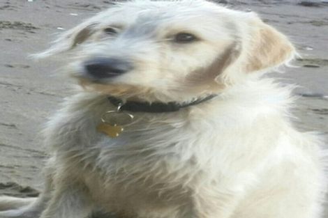 Photo of property in 144 Wade River Road, Wade Heads, Whangaparaoa, 0932