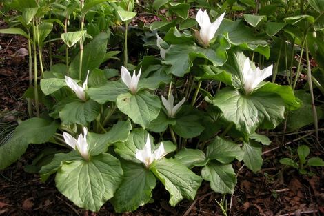 Photo of property in 38 Grammar Street, Kimbolton, 4777