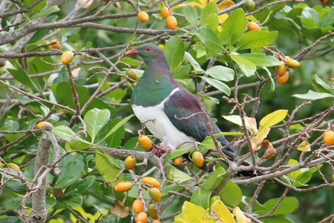 Photo of property in 103 Ridge Road, Howick, Auckland, 2014