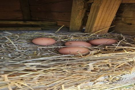 Photo of property in 358 Glue Pot Road, Oropi, Tauranga, 3173