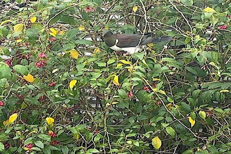 Photo of property in 37 Grey Street, Shannon, 4821