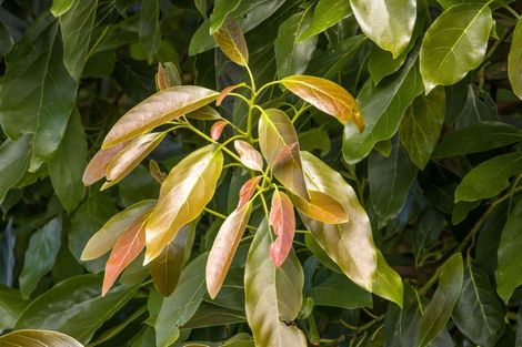 Photo of property in 135 Willoughby Road, Tahawai, Katikati, 3170