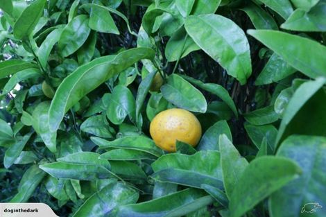 Photo of property in 43 Gordon Road, Plimmerton, Porirua, 5026