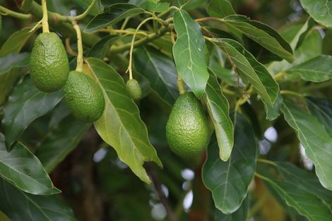 Photo of property in 380b Matahui Road, Aongatete, Katikati, 3181