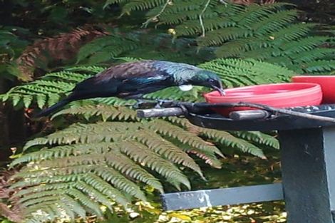 Photo of property in 234 Highcliff Road, Shiel Hill, Dunedin, 9013