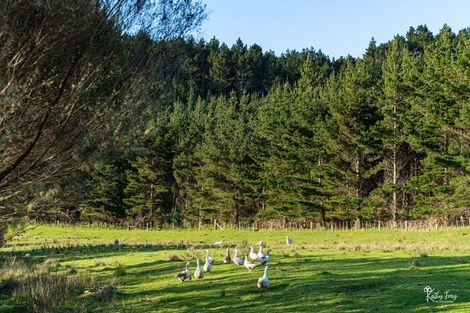 Photo of property in 70 Rototuna Road, Pouto, Te Kopuru, 0391