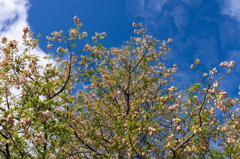 Photo of property in 71c Pa Road, Kerikeri, 0230