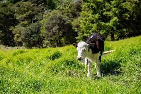 Photo of property in 1559 Pataua Road North, Pataua North, Whangarei, 0175