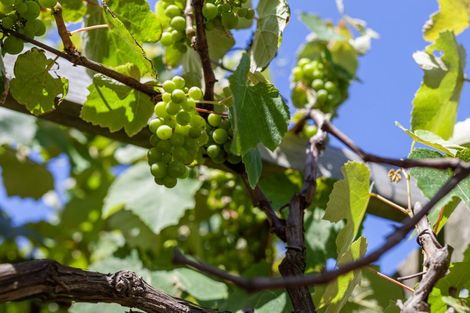 Photo of property in 7 Kawau Grove, Waikanae Beach, Waikanae, 5036