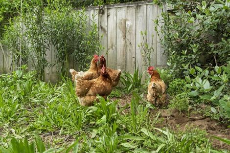 Photo of property in 14 Stirling Grove, Greerton, Tauranga, 3112