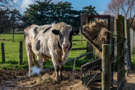 Photo of property in 80541 Masterton Road, Woodville, 4999