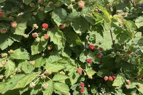 Photo of property in 127 Paramount Parade, Tikipunga, Whangarei, 0112