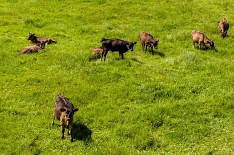 Photo of property in 1822 State Highway 12, Paparoa, 0571