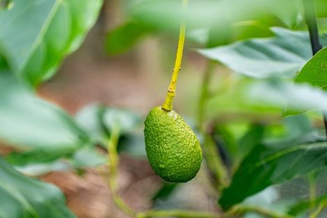 Photo of property in 3/1623 State Highway 14, Maungatapere, Whangarei, 0179