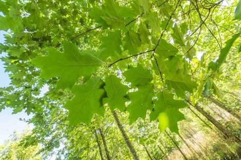 Photo of property in 337 Foothills Road, Okuku, Rangiora, 7473