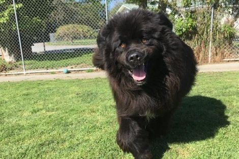 Photo of property in 41 Gavin Black Street, Meeanee, Napier, 4112