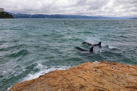 Photo of property in 2/148 Evans Bay Parade, Roseneath, Wellington, 6021