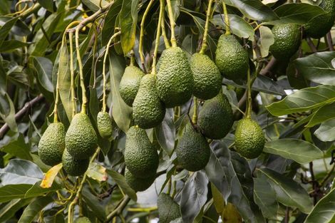 Photo of property in 43 Thompsons Track, Aongatete, Katikati, 3178