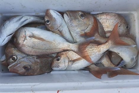 Photo of property in 43 Waiomu Valley Road, Waiomu, Thames, 3575