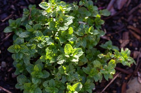 Photo of property in Drummond Street, Eketahuna, 4900