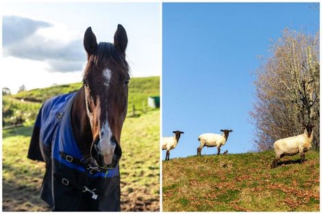 Photo of property in 42 Leyland Road, Whakamarama, Tauranga, 3179