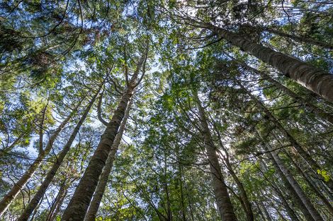 Photo of property in 71 Schollum Road, Big Omaha, Warkworth, 0985